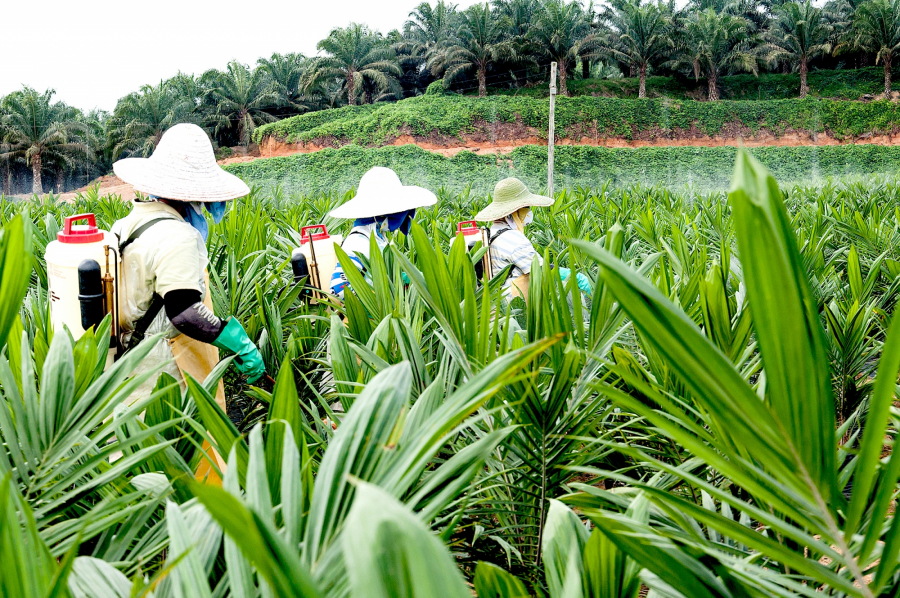 Pracownicy plantacji w malezyjskiej części Borneo opryskują pestycydami młode drzewka.